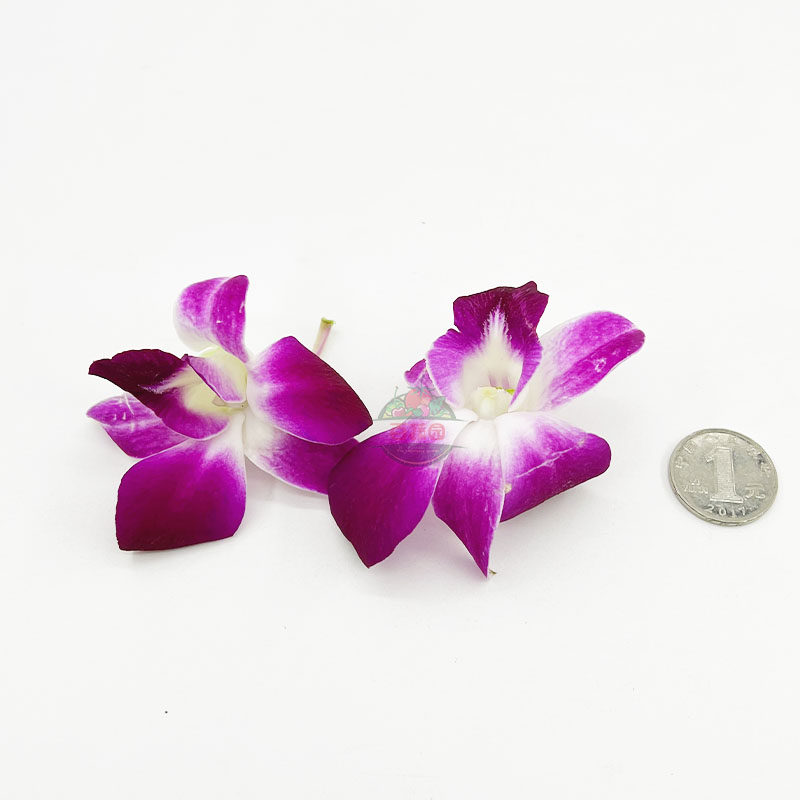 新鲜洋兰花杨兰花花朵石斛兰酒店西餐摆菜盘蛋糕装饰点缀一盒15朵_虎窝淘