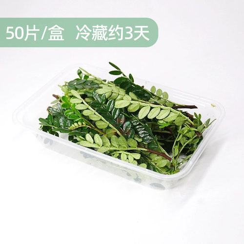 清香木新鲜胡椒木餐厅摆盘提拉米苏蛋糕装饰叶饮品点缀花草三色堇 - 图0
