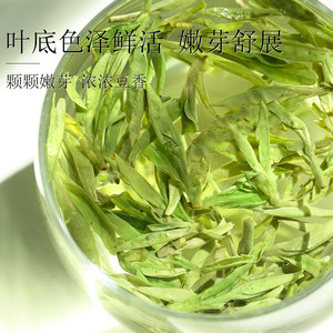 龙井绿茶2024新茶春茶浓香豆香自己喝250g正品7星嫩芽茶叶泥巴哥