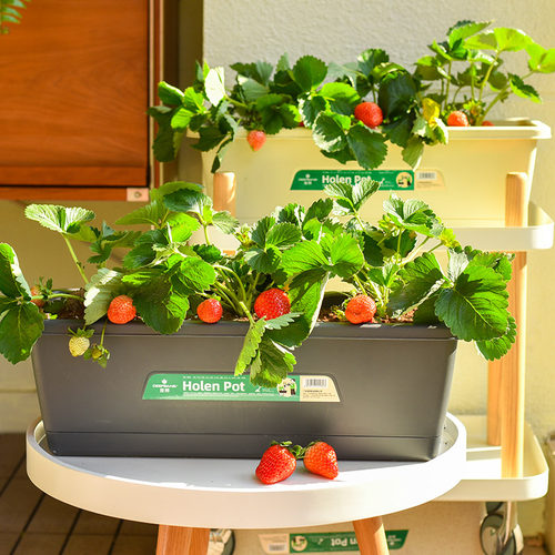 阳台种菜草莓盆栽专用盆塑料花盆家庭阳台蔬菜长方形葱种植箱室内 - 图2
