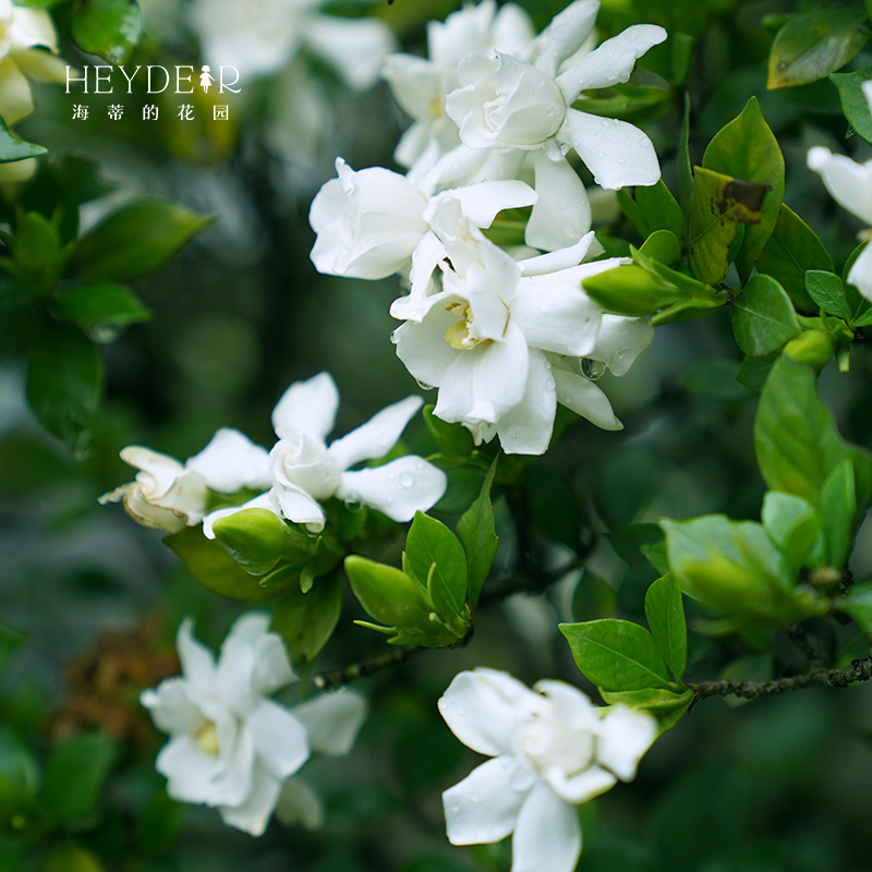 海蒂的花园栀子花盆栽四季开花小叶带花苞阳台花园花卉植物树花苗 - 图2