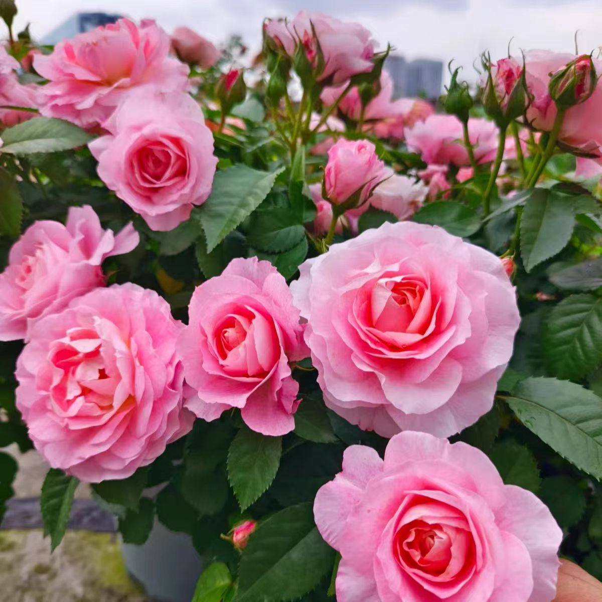 【藤本海神王】爬藤月季大花浓香多季节重复开花地栽盆栽拱门花墙,淘宝优惠券,粉丝福利购,淘宝优惠卷