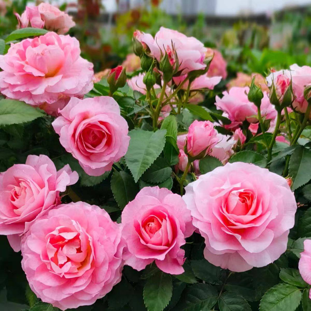 【藤本海神王】爬藤月季大花浓香多季节重复开花地栽盆栽拱门花墙,淘宝优惠券,粉丝福利购,淘宝优惠卷