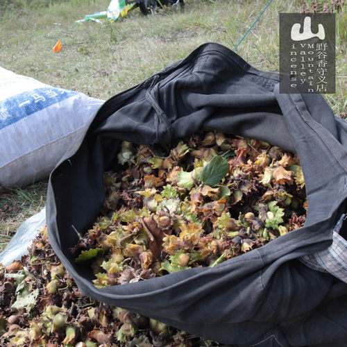 25新货炒熟野生榛子 东北铁岭小榛子原味食用坚果平榛不开口 - 图1