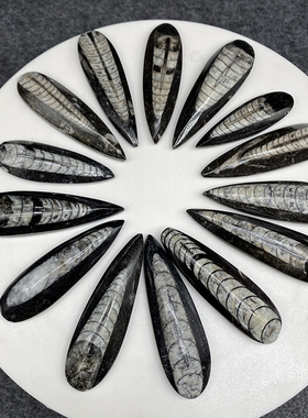 摩洛哥直角螺震旦角化石标本科普