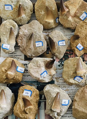 沧龙牙科普教学牙齿化石教具标本