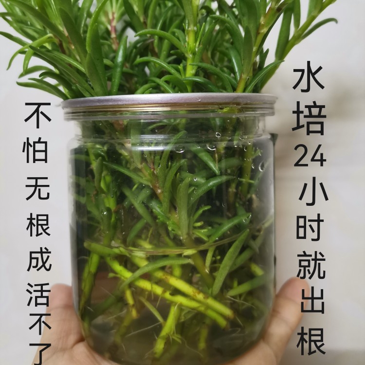 进口重瓣太阳花苗宿根多年生混色花卉易活盆栽四季开花庭院带花苞 - 图1