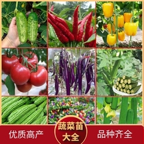 Vegetables Miao tomatoes Sacred Virgin Fruits Chili Miao Fruit Cucumber Miao Miao Meat melon Miao Spring Summer Season Balcony Potted Plant