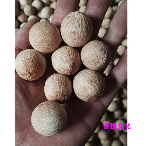 白玉菩提根新款菩提子白果原果直径11-30mm 菩提根大果原料论斤卖 - 图1