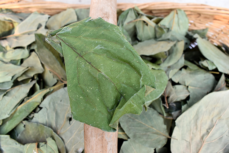 今年新货野生纯天然柿子叶柿叶茶中可打粉药材新鲜晒干一斤包邮-图1