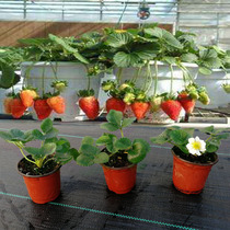 Small macho strawberry Miao Potted plant with earth belt basin with flowers South and north carrying balcony to grow edible super sweet white strawberry seedlings