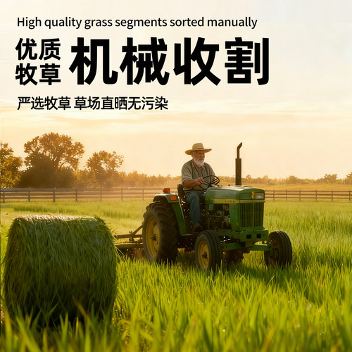 美提一番提摩西草段澳麦黄金燕麦草兔子干草粮食饲料豚鼠龙猫干草 - 图1