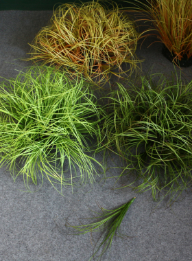 栩栩如生小野草芦苇草