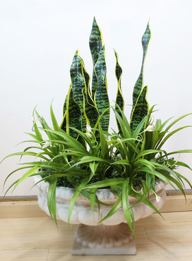 仿真植物造景金边虎皮兰单支