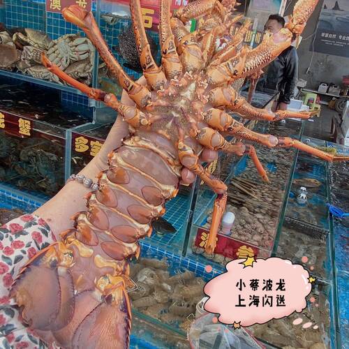 鲜活澳龙 海鲜水产超大澳龙澳洲大龙虾澳大利亚大奥龙红龙3斤1只 - 图1
