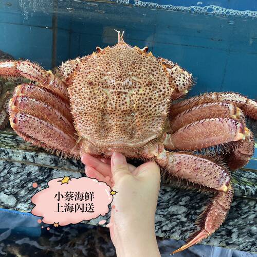 鲜活红毛蟹海鲜水产活大红毛蟹帝王蟹板蟹长脚蟹1.5斤1只 - 图2