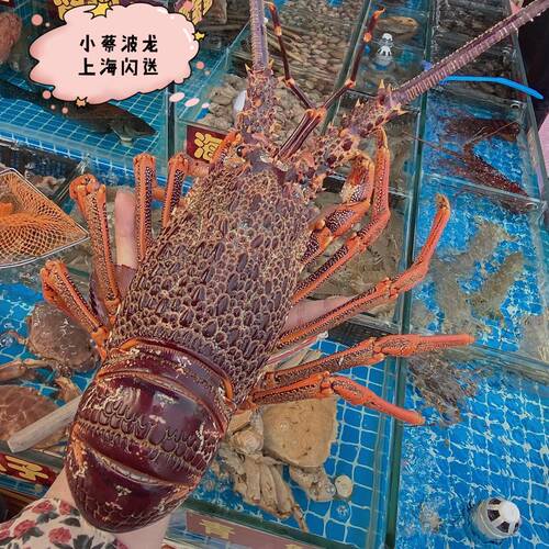鲜活澳龙 海鲜水产超大澳龙澳洲大龙虾澳大利亚大奥龙红龙3斤1只 - 图2