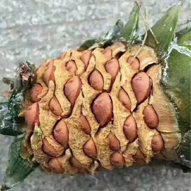 Northeastern pine nuts crispy pine nuts original nuts roasted seeds and nuts snacks dried fruits wholesale bulk single pine cone with pine nuts