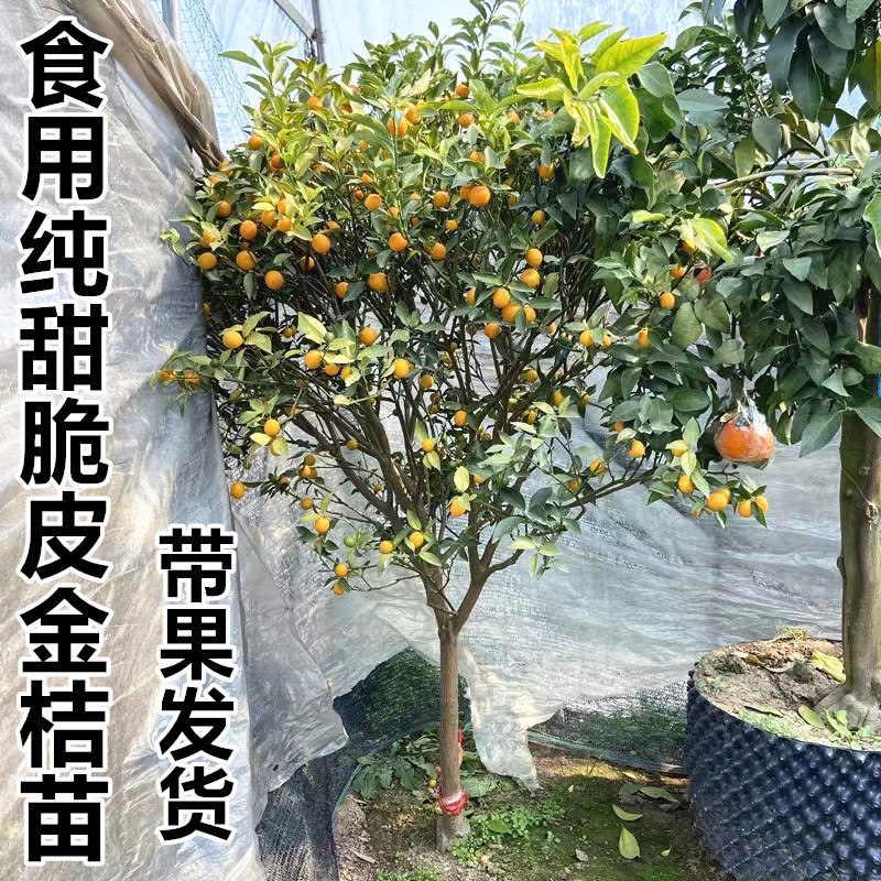 大果脆皮金桔树苗蜜糖金桔苗带果发货大金桔树南北方种植当年结果 - 图2