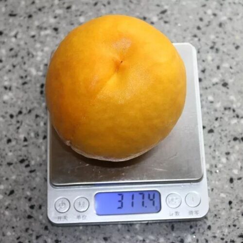 新品种黄桃树苗 黄金蜜4号桃苗 黄桃苗果大香甜 南北方栽植果树苗 - 图0