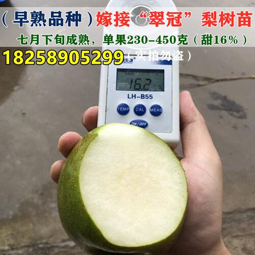 翠冠梨树苗 南汇翠冠梨苗 嫁接蜜梨苗 翠冠梨82梨树苗当年结果树 - 图0