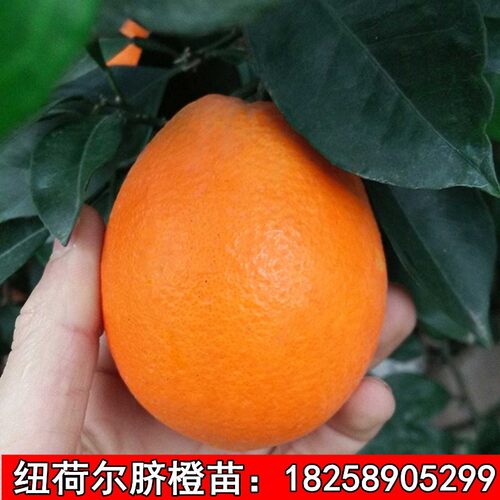 赣南脐橙树苗 纽荷尔脐橙苗 嫁接橙子苗红肉脐橙树苗当年结果包邮 - 图0