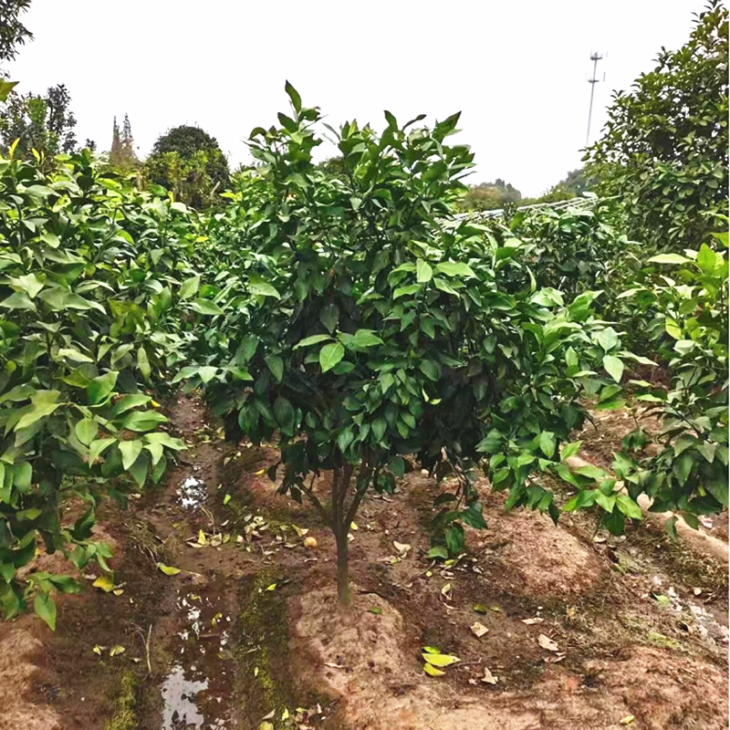 正宗象山红美人树苗爱媛28号橘子苗嫁接红美人柑橘苗带果带土包邮,淘宝优惠券,粉丝福利购,淘宝优惠卷