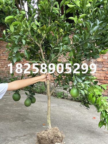 赣南脐橙树苗 纽荷尔脐橙苗 嫁接橙子苗红肉脐橙树苗当年结果包邮 - 图2