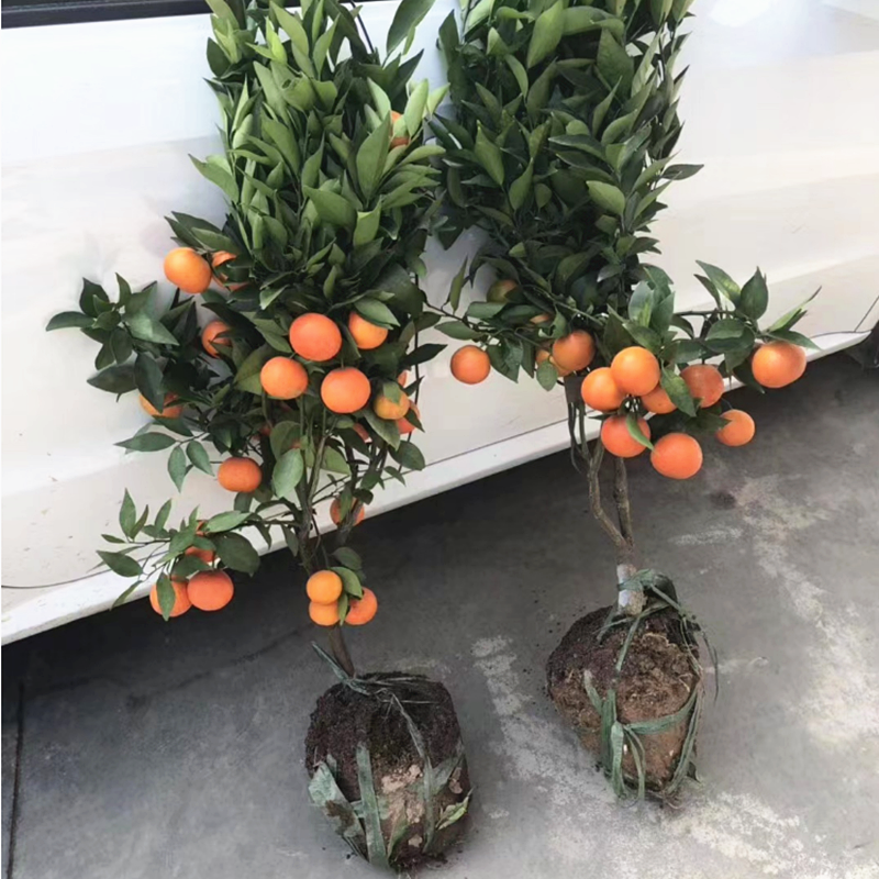 正宗象山红美人树苗爱媛28号橘子苗嫁接红美人柑橘苗带果带土包邮,淘宝优惠券,粉丝福利购,淘宝优惠卷