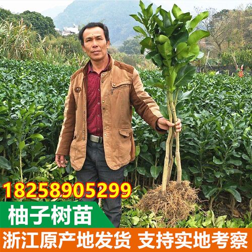 琯溪红心蜜柚苗 正宗红肉蜜柚苗 红心蜜柚树苗 嫁接红心柚子树苗 - 图2