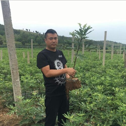 特大耐寒波姬红无花果苗阳台盆栽地栽香甜无花果树苗南方北方种植 - 图3