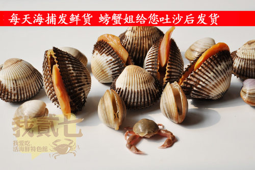 海鲜水产贝类鲜活毛蛤新鲜蛤蜊大毛蛤野生大毛蚶赤贝海毛蛤血蛤 - 图3