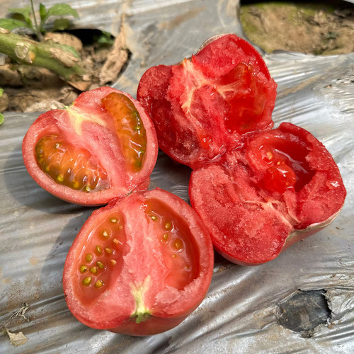 四川攀枝花露天粉罗兰番茄农家种植老味道西红柿新鲜桃太郎柿子 - 图0