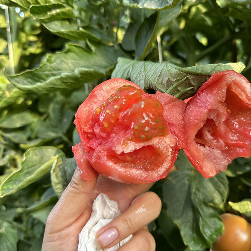 四川攀枝花露天粉罗兰番茄农家种植老味道西红柿新鲜桃太郎柿子 - 图1