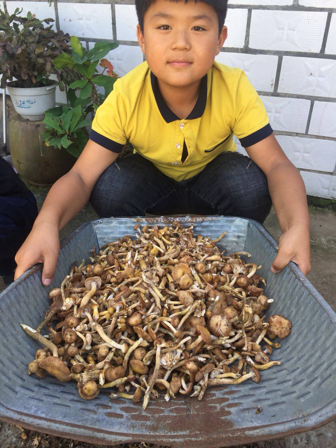 2023年东北野生榛蘑蘑丁小鸡炖蘑菇干货食用菌东北干蘑菇500g包邮