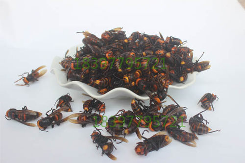 新鲜活蜂金环大虎头蜂马蜂胜黑尾马蜂金盾胡蜂黄蜂100只视频直播 - 图3