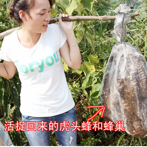 新鲜活蜂金环大虎头蜂马蜂胜黑尾马蜂金盾胡蜂黄蜂100只视频直播 - 图2
