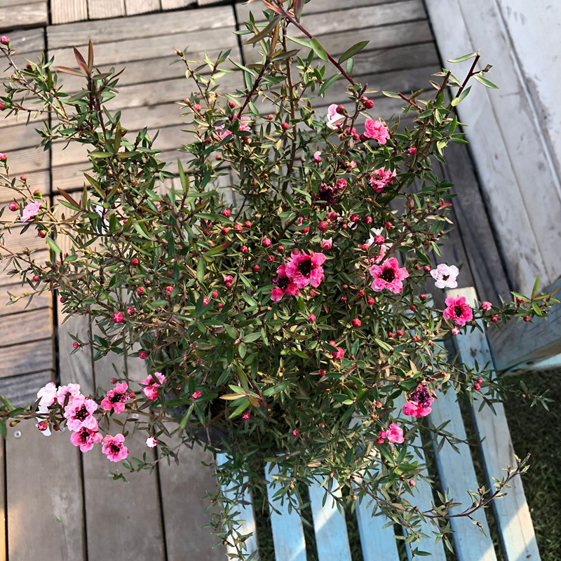 三色开花松红梅盆栽小叶寒梅阳台庭院耐寒多年生木本植开花期长 - 图1