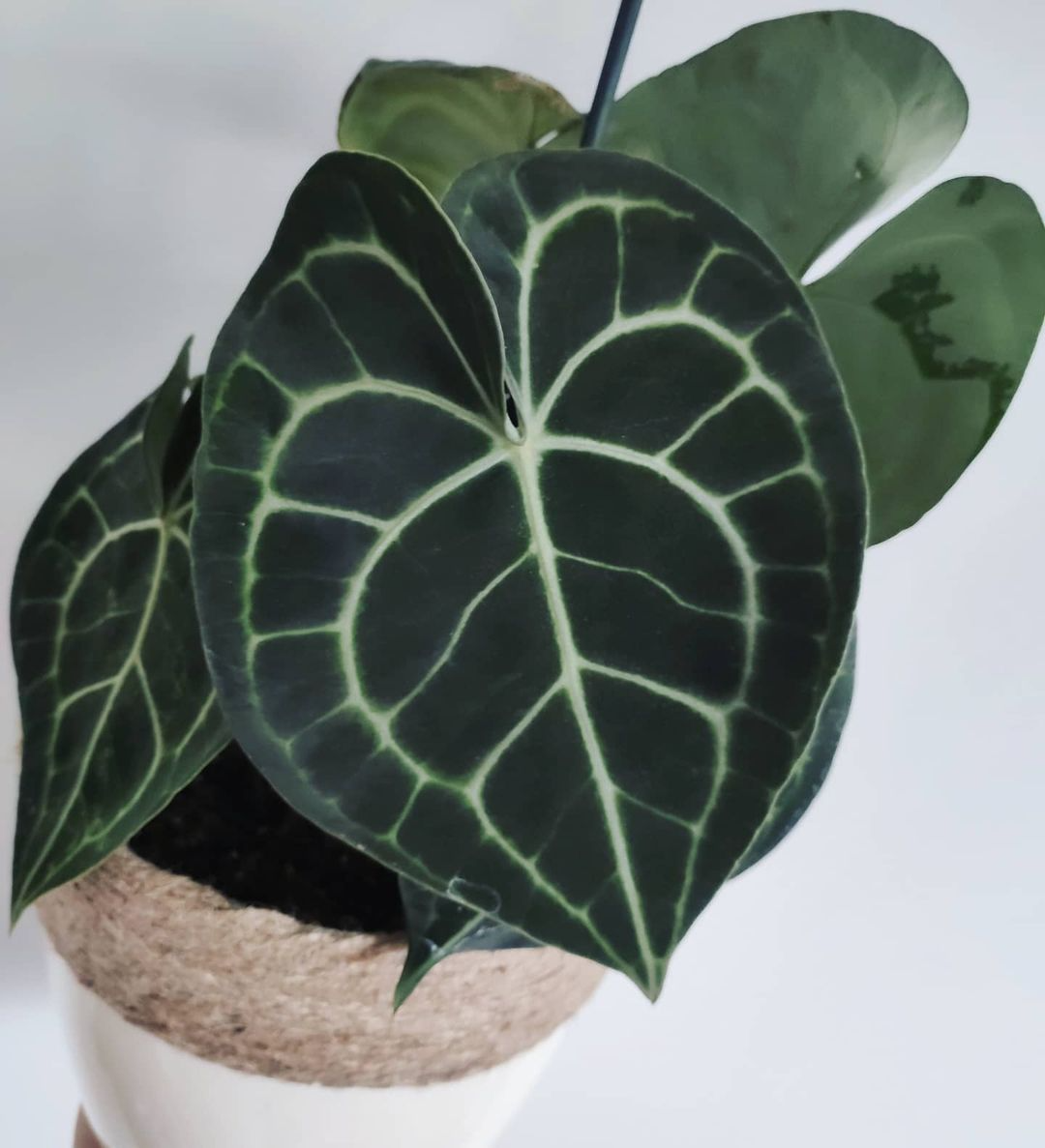 克莱恩水晶花烛ins风网红进口绿植盆栽室内阳台观叶植物 露露花园,淘宝优惠券,粉丝福利购,淘宝优惠卷