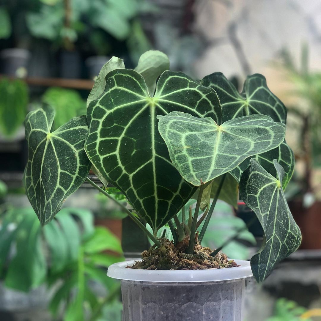 克莱恩水晶花烛ins风网红进口绿植盆栽室内阳台观叶植物 露露花园,淘宝优惠券,粉丝福利购,淘宝优惠卷