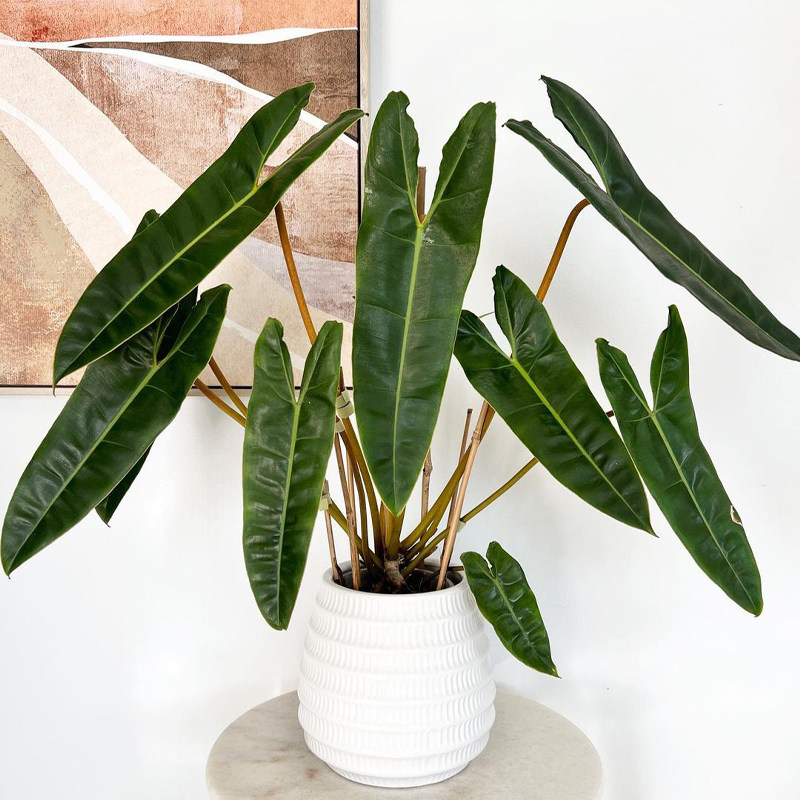 橙柄蔓绿绒 ins风网红进口绿植盆栽室内阳台观叶植物 露露花园,淘宝优惠券,粉丝福利购,淘宝优惠卷