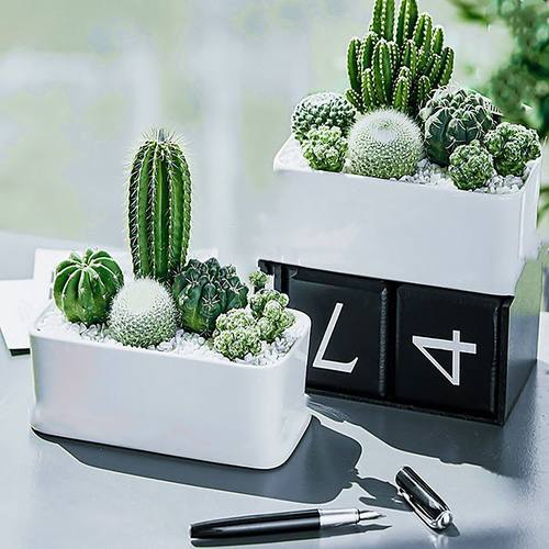 多肉植物仙人球盆栽植物仙人掌办公室内盆栽仙人掌类植物花卉盆栽 - 图1