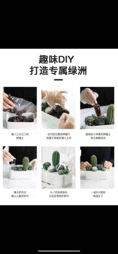 多肉植物仙人球盆栽植物仙人掌办公室内盆栽仙人掌类植物花卉盆栽 - 图2