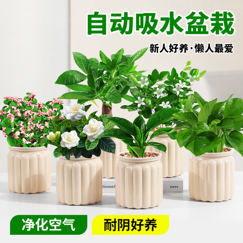 发财树盆栽绿萝箩桌面植物栀子花绿植花卉办公室内多肉水培好养活 - 图0