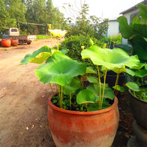 Home Sleeping Lotus Basin No Glazed Turtle Fish Tank Patio Lotus Vat Earth Pottery with a large water cylinder Non-ceramic Black