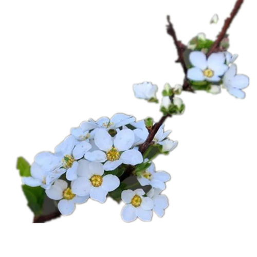 喷雪花盆栽苗大苗庭院花园花卉植物笑魇花重瓣 线叶绣线菊雪柳 - 图3