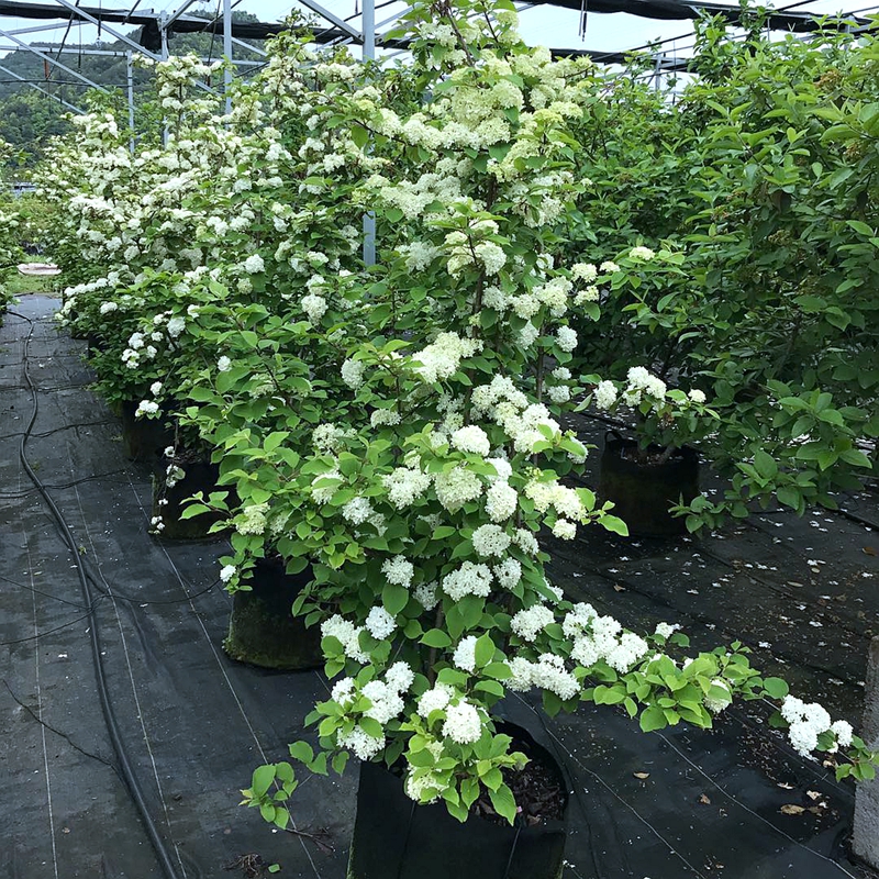 粉团荚蒾木绣球麻球盆栽苗花苗庭院树苗花苗木本花卉植物日本绣球 - 图1