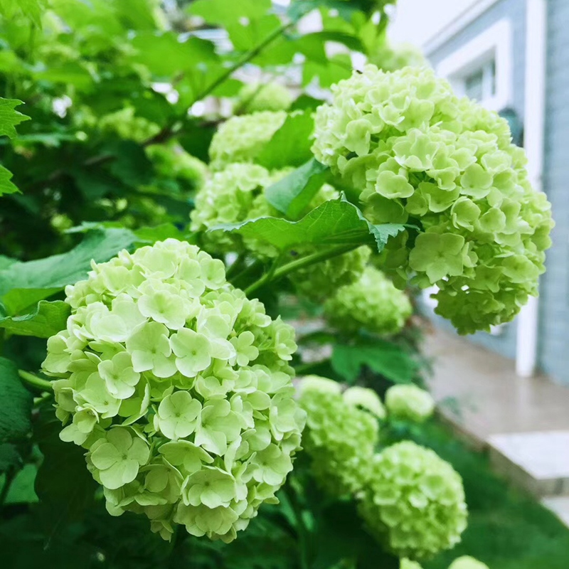 裸心花园直播专拍圆锥绣球大花绣球香草草莓石灰灯绣线菊 - 图0