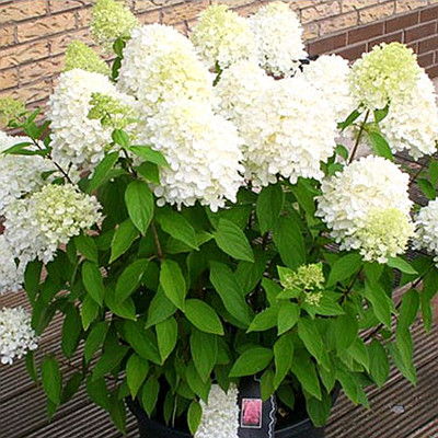 圆锥绣球香草草莓耐晒石灰灯夏日美人北极熊活力青柠花苗盆栽花卉,淘宝优惠券,粉丝福利购,淘宝优惠卷