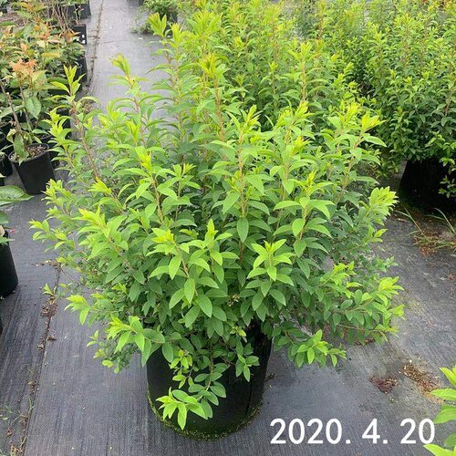 喷雪花盆栽苗大苗庭院花园花卉植物笑魇花重瓣 线叶绣线菊雪柳 - 图2